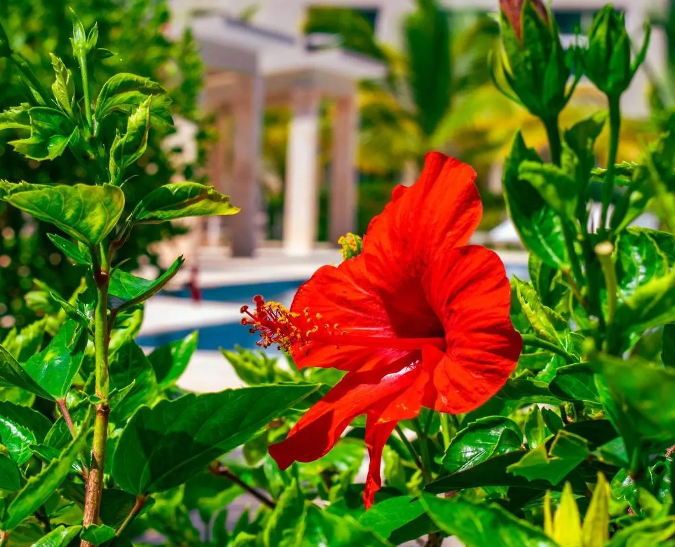 Playa Palmera Beach Resort Punta Cana